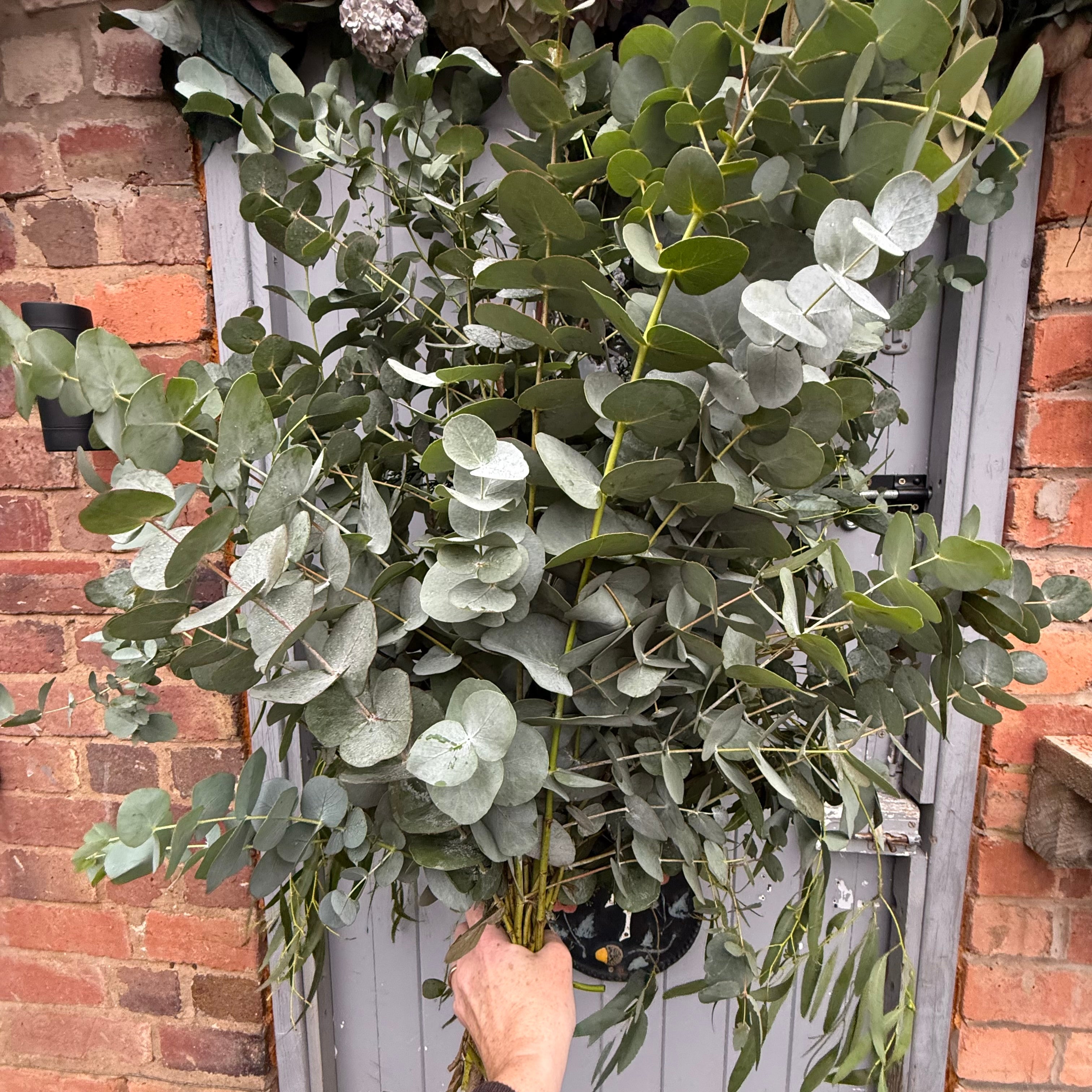 Aromatic Bunch of Eucalyptus with FREE Gift